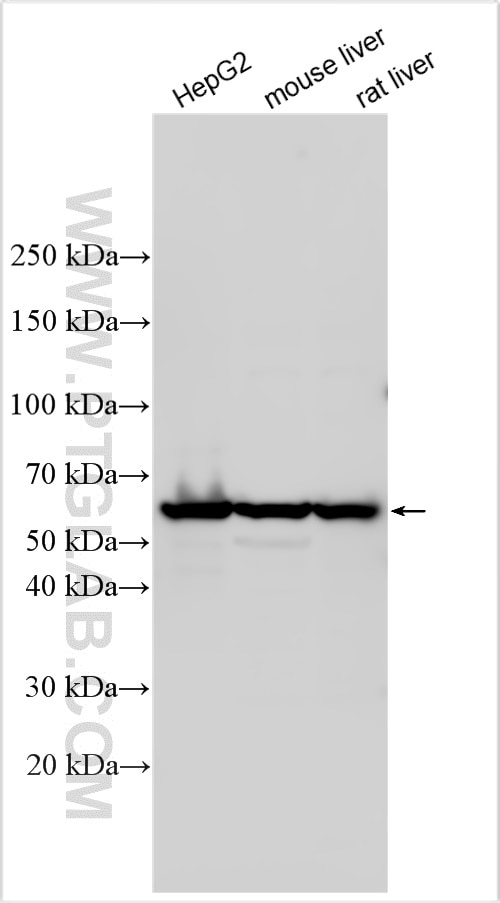 Western Blot (WB) analysis of various lysates using CFHR5 Polyclonal antibody (32379-1-AP)