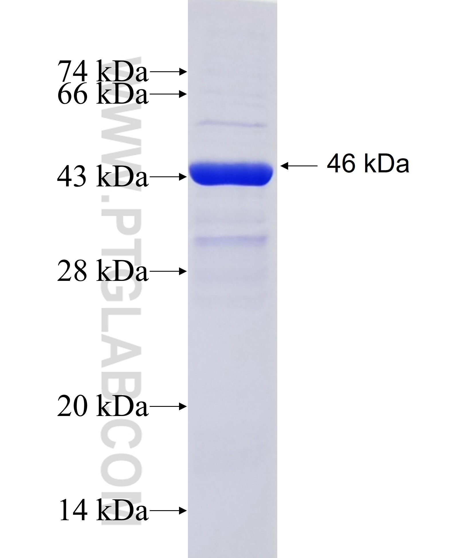 CFHR5 fusion protein Ag37714 SDS-PAGE