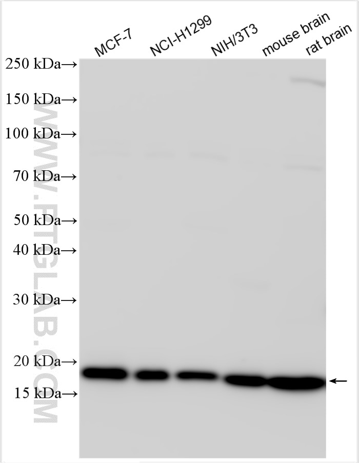 Western Blot (WB) analysis of various lysates using Cofilin Polyclonal antibody (10960-1-AP)