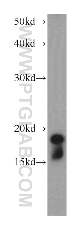 Western Blot (WB) analysis of NIH/3T3 cells using Cofilin Polyclonal antibody (10960-1-AP)