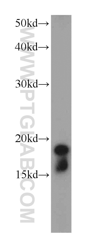 WB analysis of NIH/3T3 using 10960-1-AP