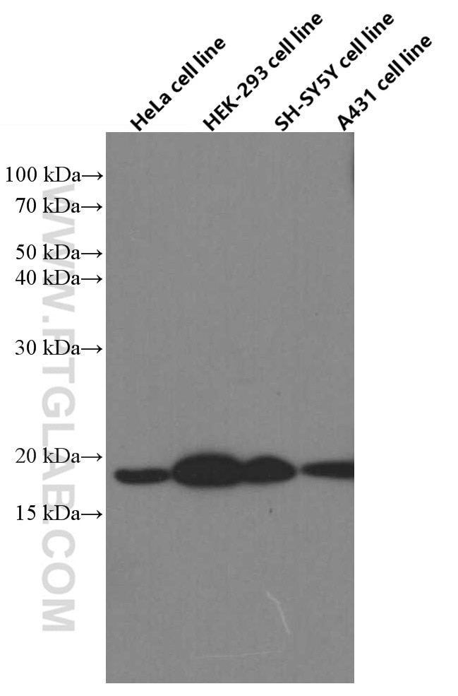 Western Blot (WB) analysis of various lysates using Cofilin Monoclonal antibody (66057-1-Ig)