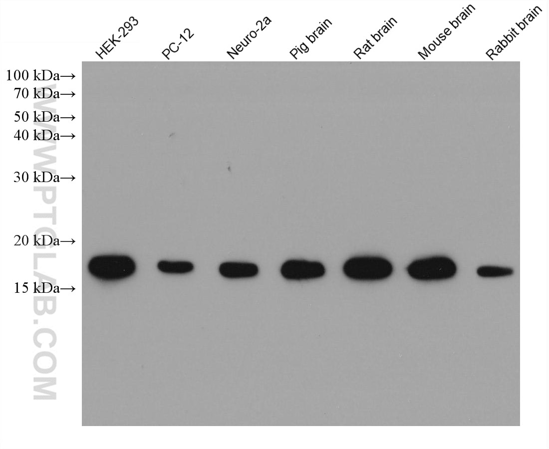 Western Blot (WB) analysis of various lysates using Cofilin Monoclonal antibody (66057-1-Ig)