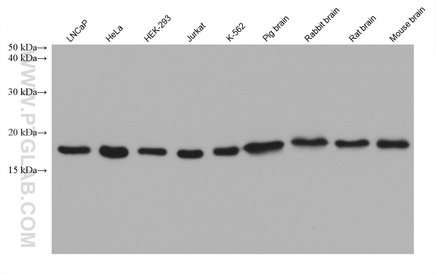 Western Blot (WB) analysis of various lysates using Cofilin Monoclonal antibody (66057-1-Ig)