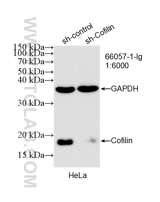 WB analysis of HeLa using 66057-1-Ig Western Blot (WB) analysis of HeLa cells using Cofilin Monoclonal antibody (66057-1-Ig)