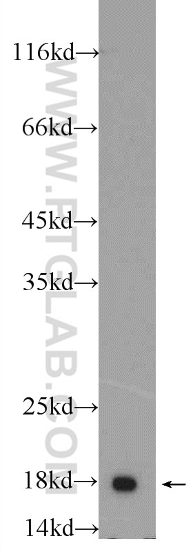 Western Blot (WB) analysis of mouse liver tissue using Cofilin 2 Polyclonal antibody (11848-1-AP)