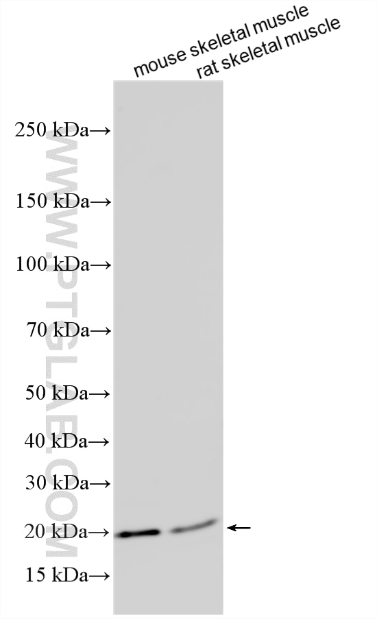 WB analysis using 11848-1-AP (same clone as 11848-1-PBS) Western Blot (WB) analysis of various lysates using Cofilin 2 Polyclonal antibody (11848-1-AP)