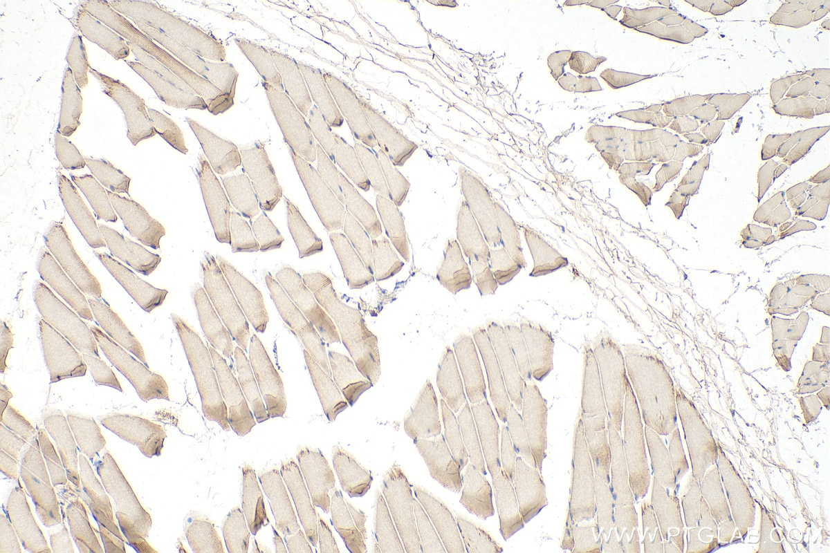 Immunohistochemistry (IHC) staining of mouse skeletal muscle tissue using CFLAR/FLIP Polyclonal antibody (10394-1-AP)