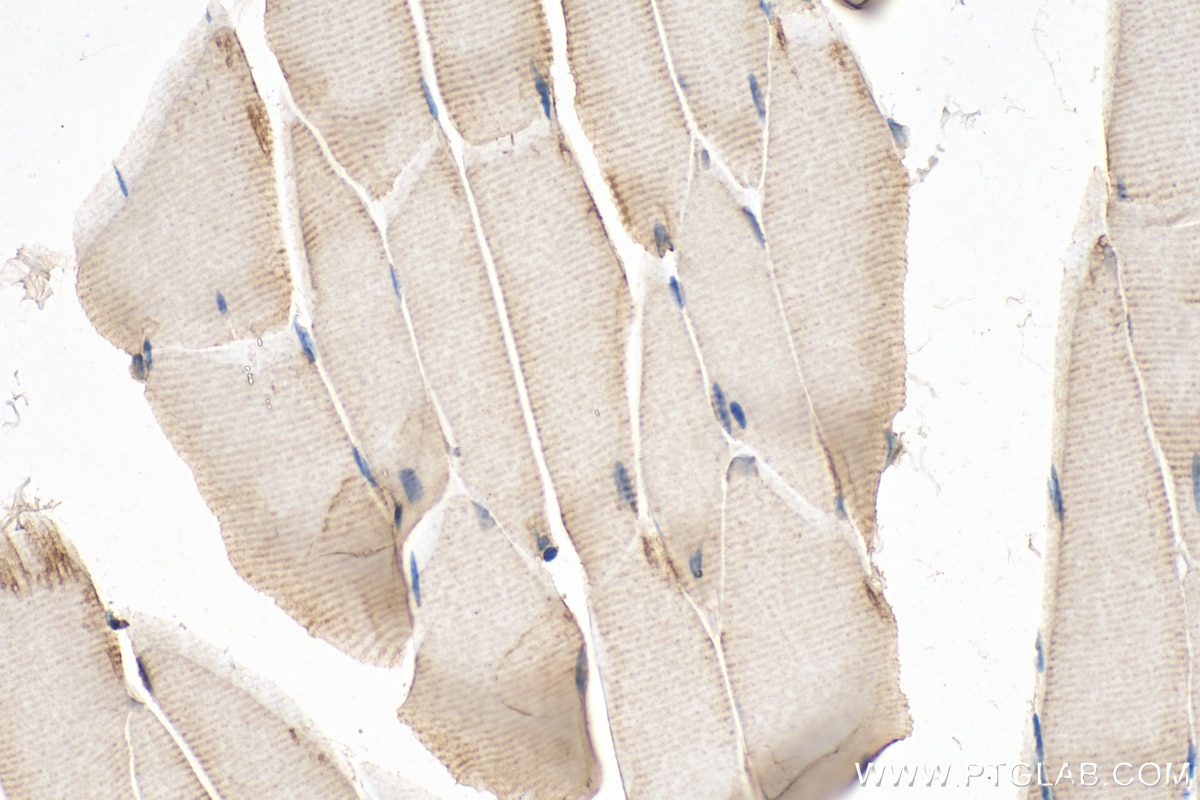 IHC staining of mouse skeletal muscle using 10394-1-AP
