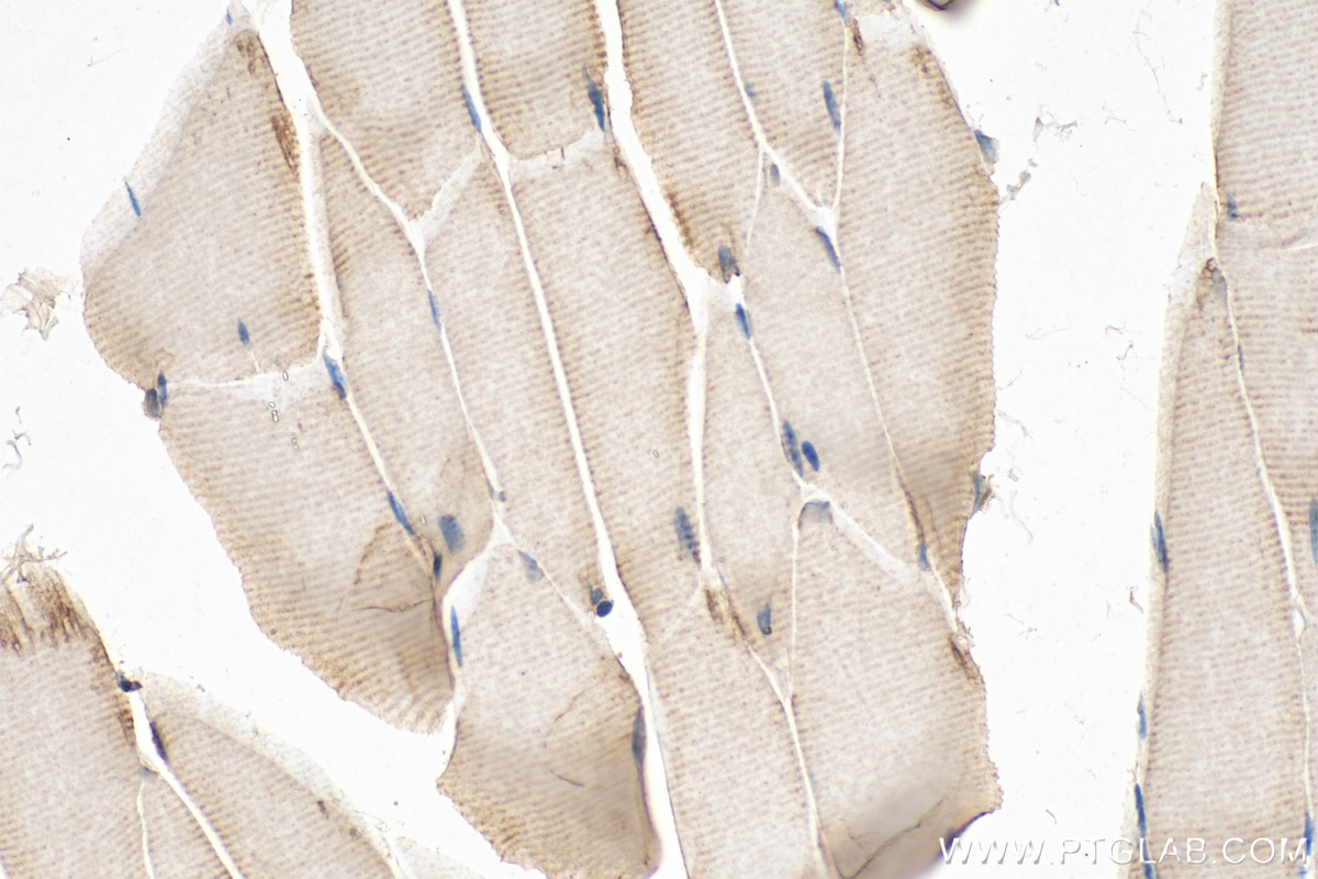 Immunohistochemistry (IHC) staining of mouse skeletal muscle tissue using CFLAR/FLIP Polyclonal antibody (10394-1-AP)