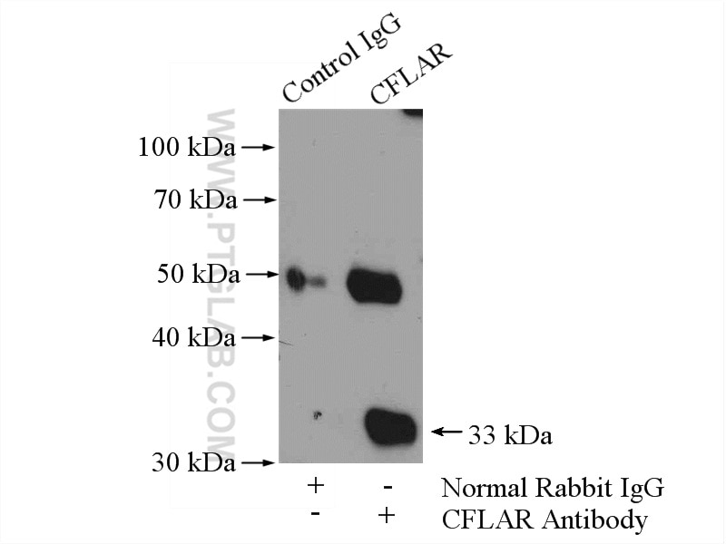 Immunoprecipitation (IP) experiment of Jurkat cells using CFLAR/FLIP Polyclonal antibody (10394-1-AP)