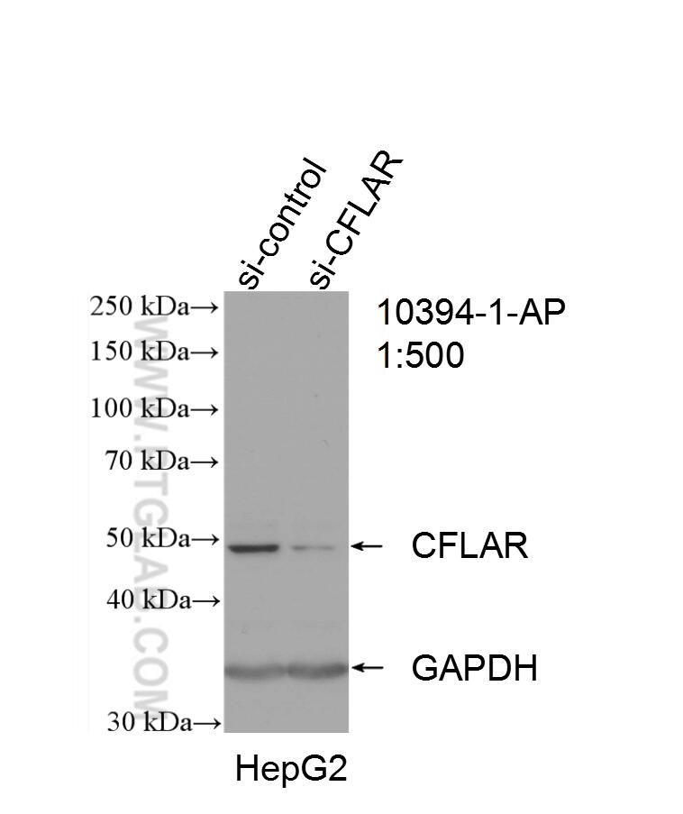 Western Blot (WB) analysis of HepG2 cells using CFLAR/FLIP Polyclonal antibody (10394-1-AP)