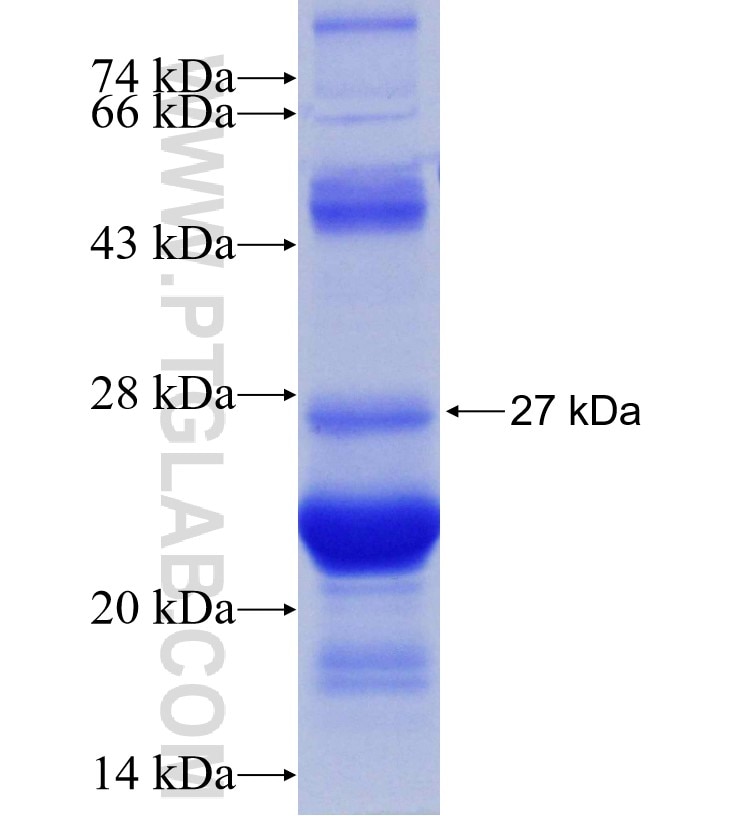 CFLAR fusion protein Ag31024 SDS-PAGE
