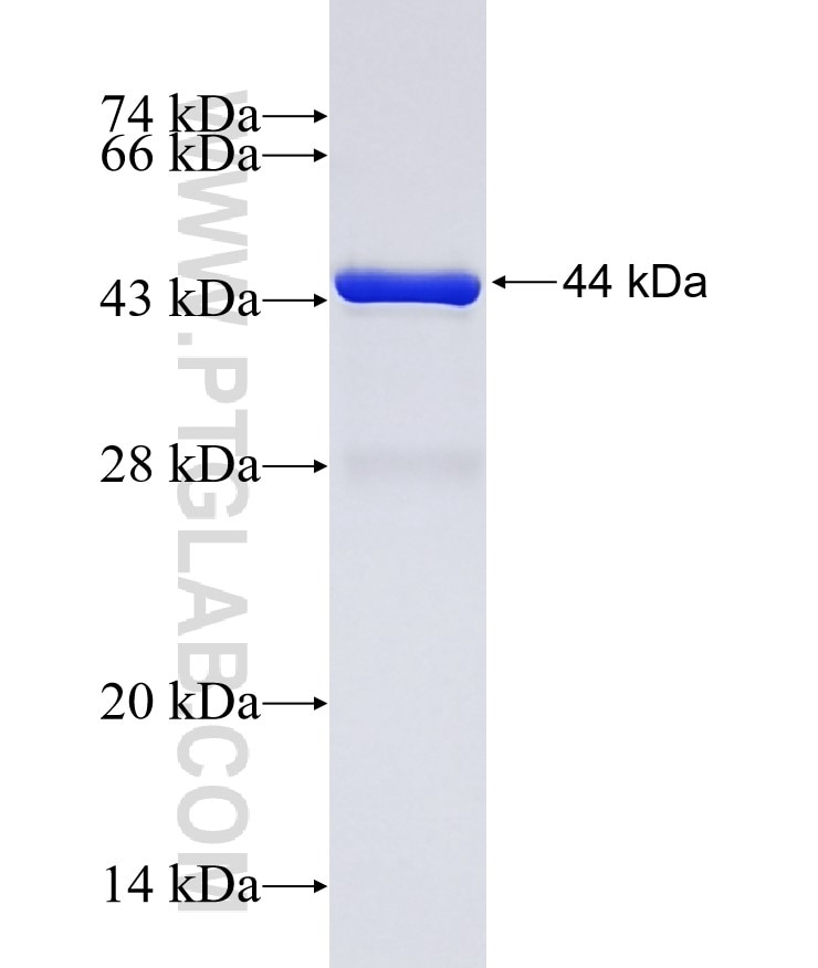 CFLAR fusion protein Ag0593 SDS-PAGE