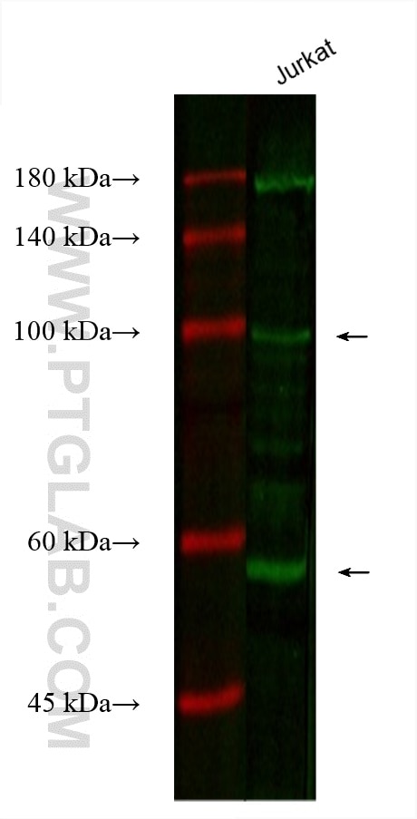 Western Blot (WB) analysis of various lysates using CoraLite® Plus 488-conjugated CFP Monoclonal antib (CL488-66788)