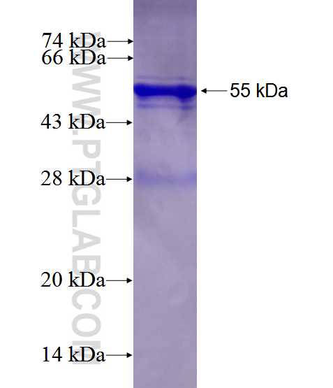 CFTR fusion protein Ag27793 SDS-PAGE