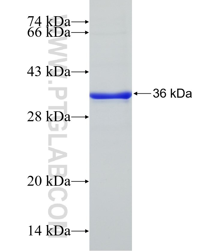 CGA fusion protein Ag17313 SDS-PAGE
