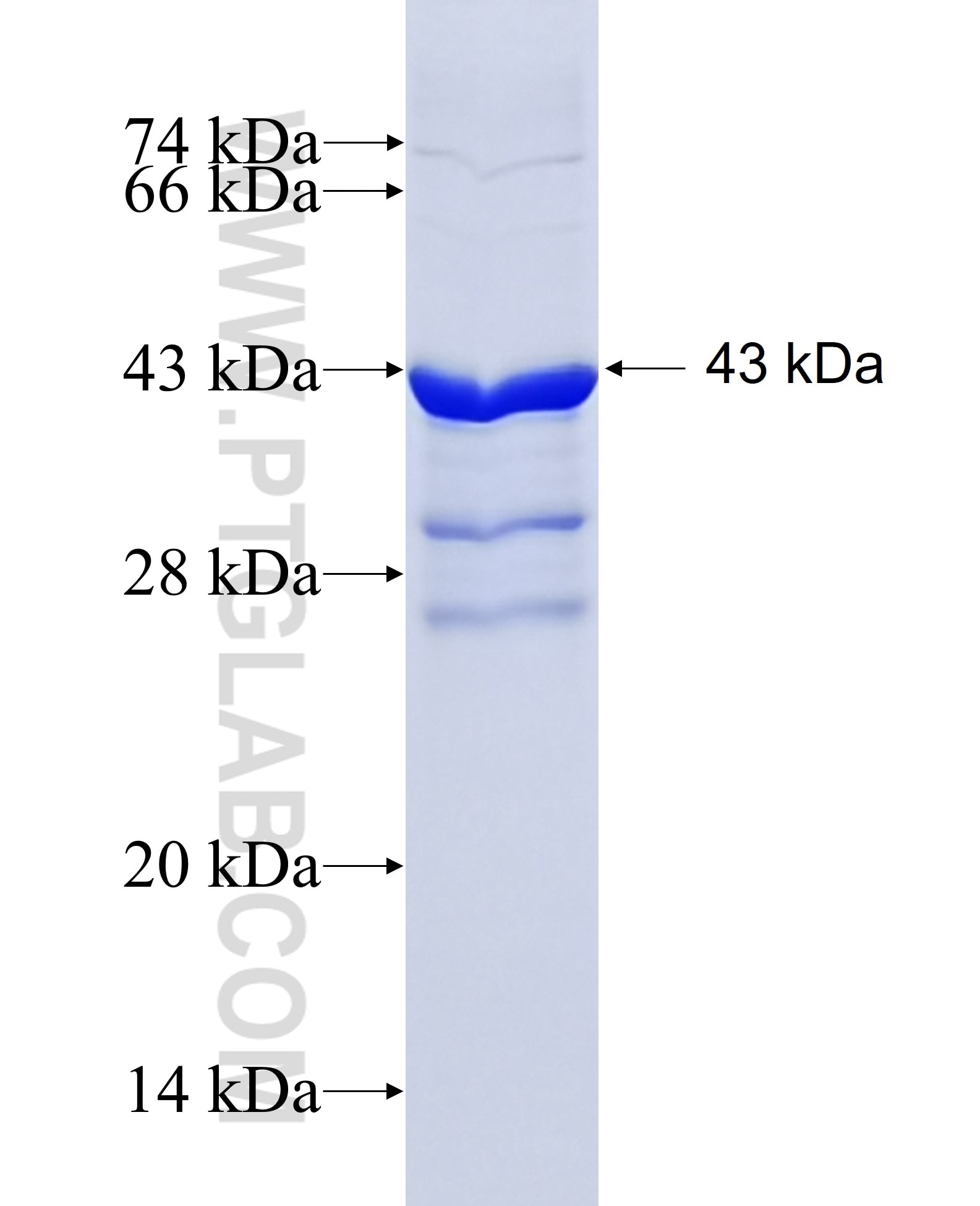 CGB,hCG fusion protein Ag2191 SDS-PAGE