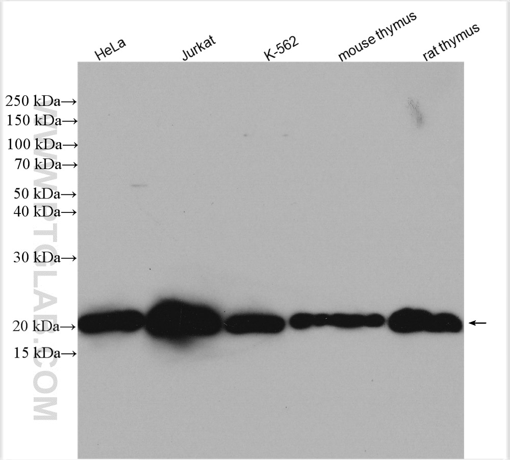Western Blot (WB) analysis of various lysates using CGGBP1 Polyclonal antibody (10716-1-AP)