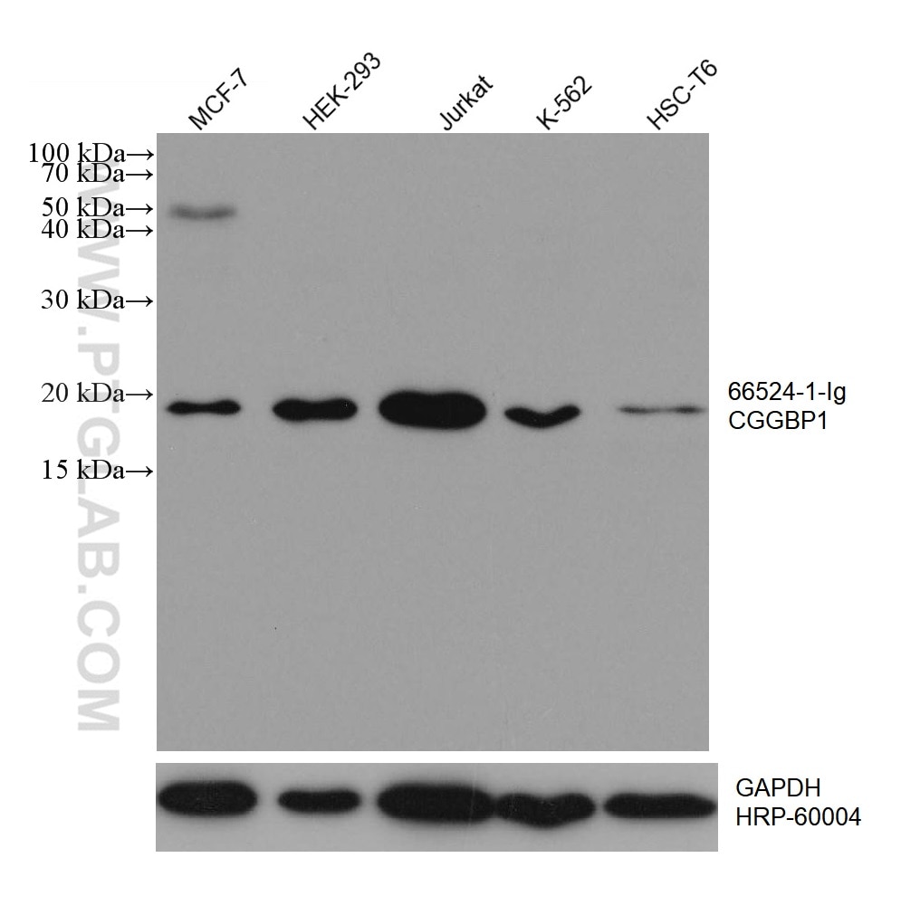 Western Blot (WB) analysis of various lysates using CGGBP1 Monoclonal antibody (66524-1-Ig)