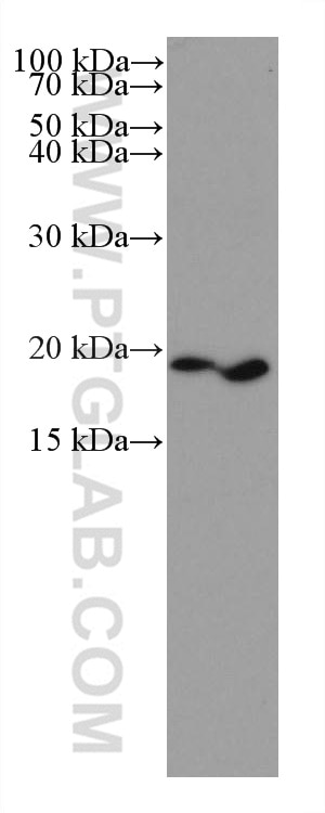 Western Blot (WB) analysis of NIH/3T3 cells using CGGBP1 Monoclonal antibody (66524-1-Ig)