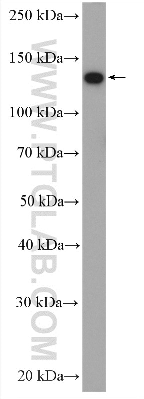 Western Blot (WB) analysis of MCF-7 cells using Cingulin Polyclonal antibody (21369-1-AP)