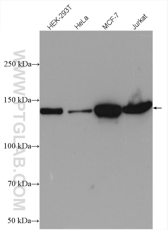 Western Blot (WB) analysis of various lysates using Cingulin Polyclonal antibody (21369-1-AP)