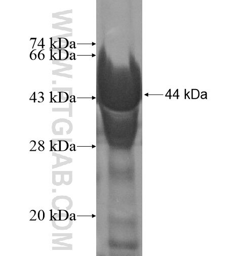 CGN fusion protein Ag15540 SDS-PAGE