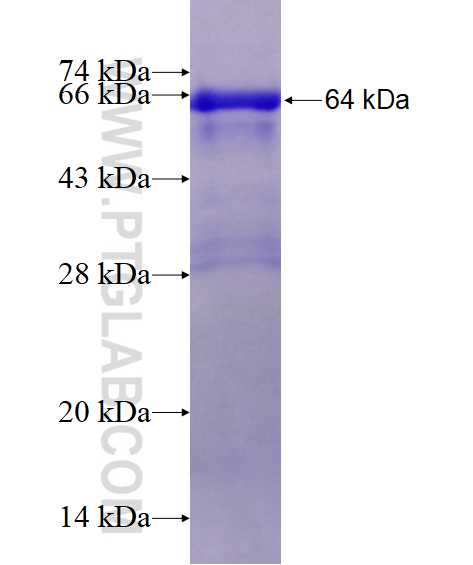 CGN fusion protein Ag15843 SDS-PAGE