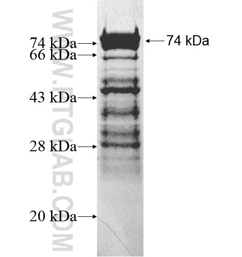 CGNL1 fusion protein Ag12598 SDS-PAGE