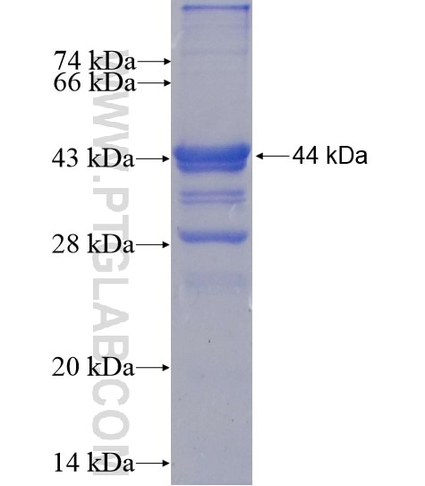 CGNL1 fusion protein Ag12778 SDS-PAGE
