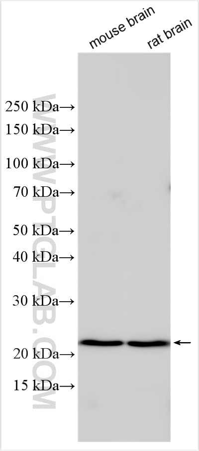 Western Blot (WB) analysis of various lysates using CGREF1 Polyclonal antibody (13323-1-AP)