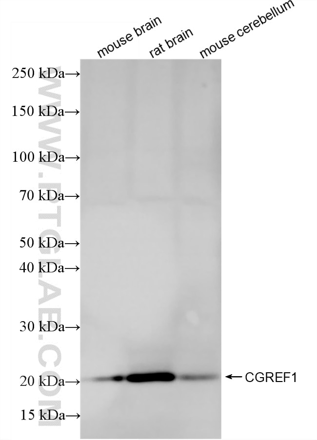 Western Blot (WB) analysis of various lysates using CGREF1 Recombinant monoclonal antibody (86905-1-RR)
