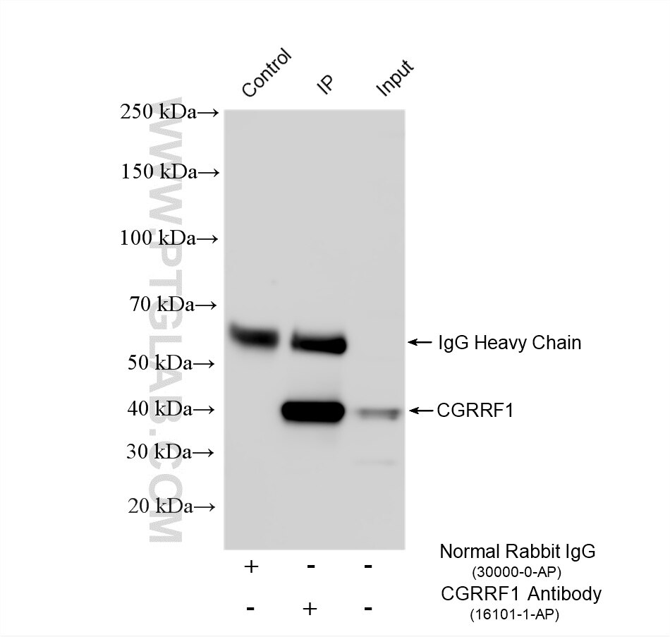 Immunoprecipitation (IP) experiment of HepG2 cells using CGRRF1 Polyclonal antibody (16101-1-AP)