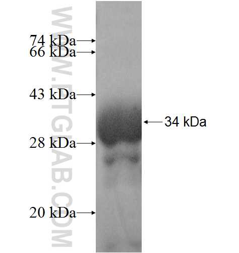 CGRRF1 fusion protein Ag8982 SDS-PAGE