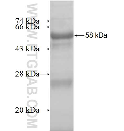CGRRF1 fusion protein Ag8998 SDS-PAGE