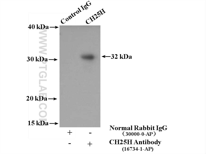 Immunoprecipitation (IP) experiment of mouse liver tissue using CH25H Polyclonal antibody (16734-1-AP)