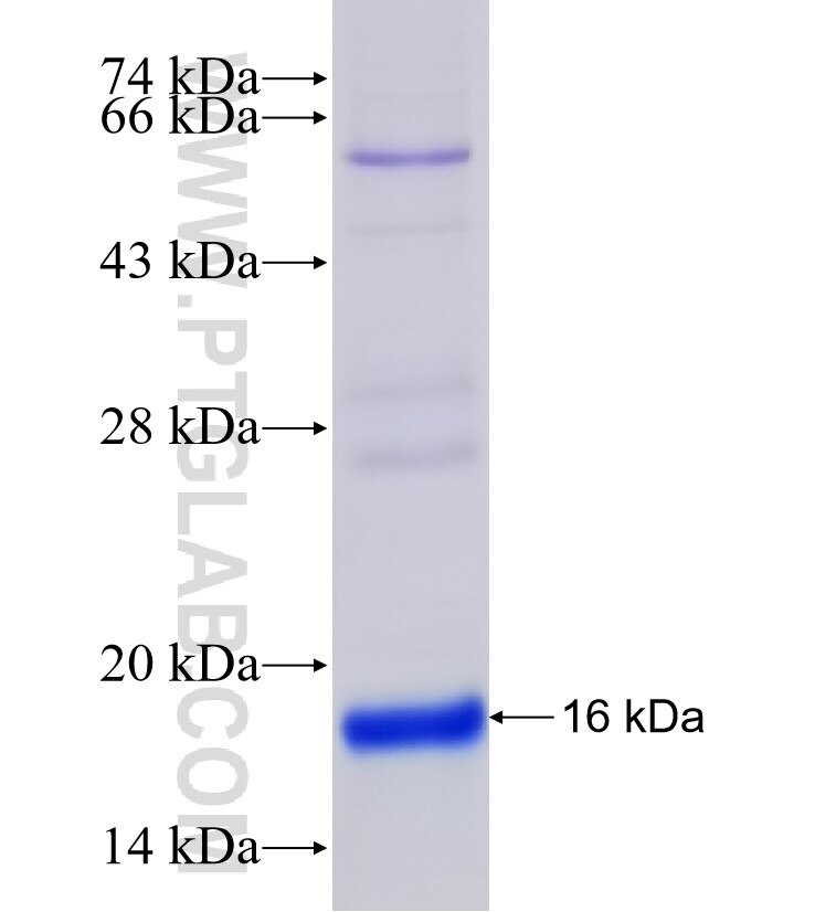 CH25H fusion protein Ag9706 SDS-PAGE