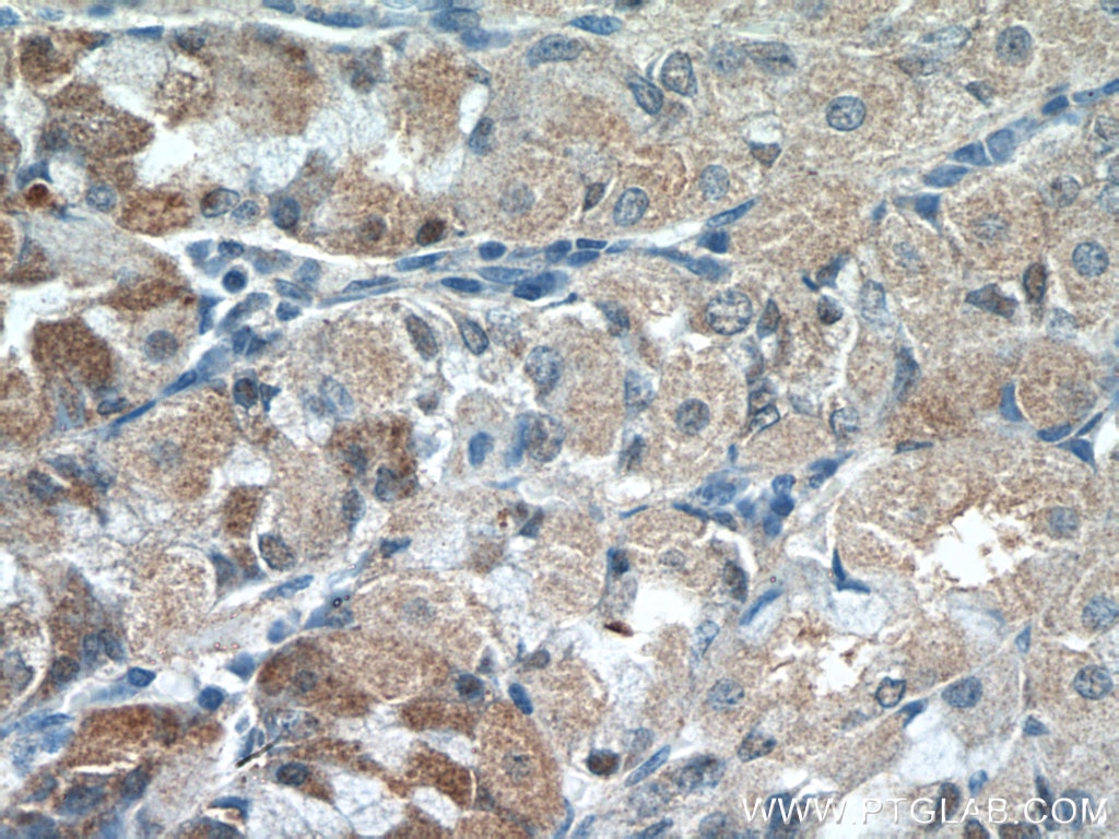 Immunohistochemistry (IHC) staining of human stomach tissue using CHAC1 Polyclonal antibody (15207-1-AP)