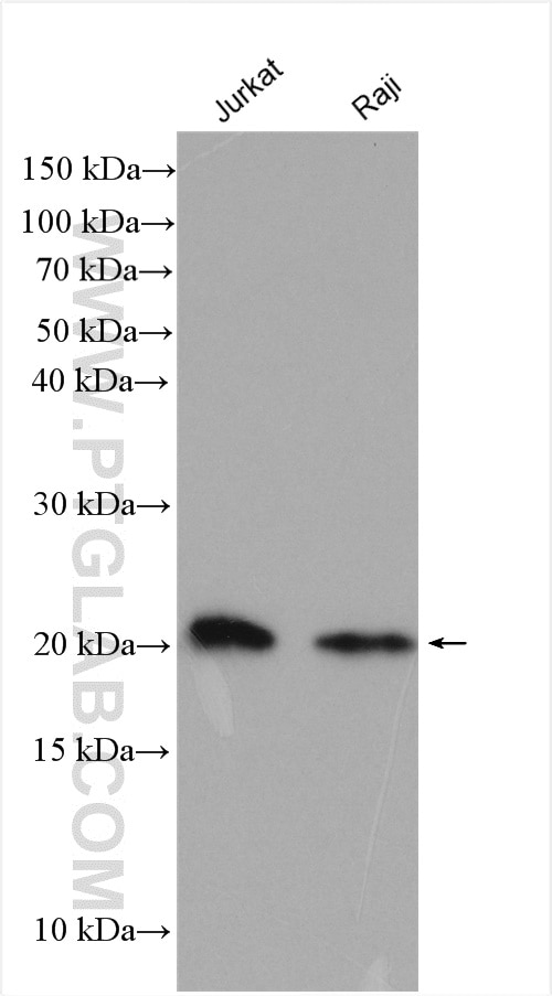 Western Blot (WB) analysis of various lysates using CHAC2 Polyclonal antibody (16304-1-AP)