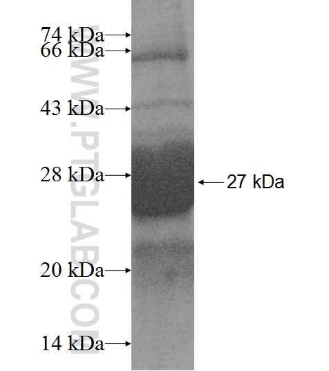CHAC2 fusion protein Ag9586 SDS-PAGE