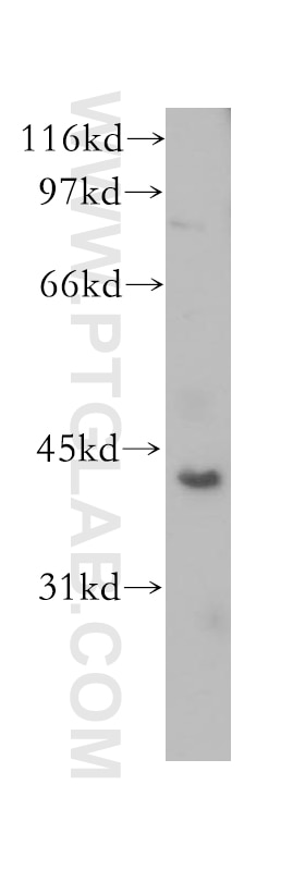 WB analysis of MCF-7 using 12963-1-AP