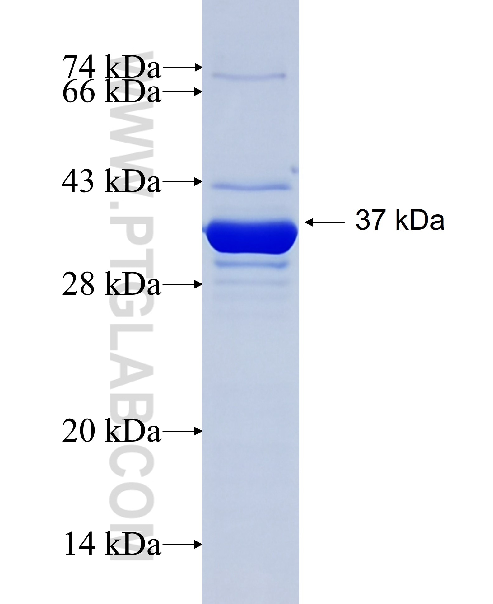 CHAD fusion protein Ag29286 SDS-PAGE