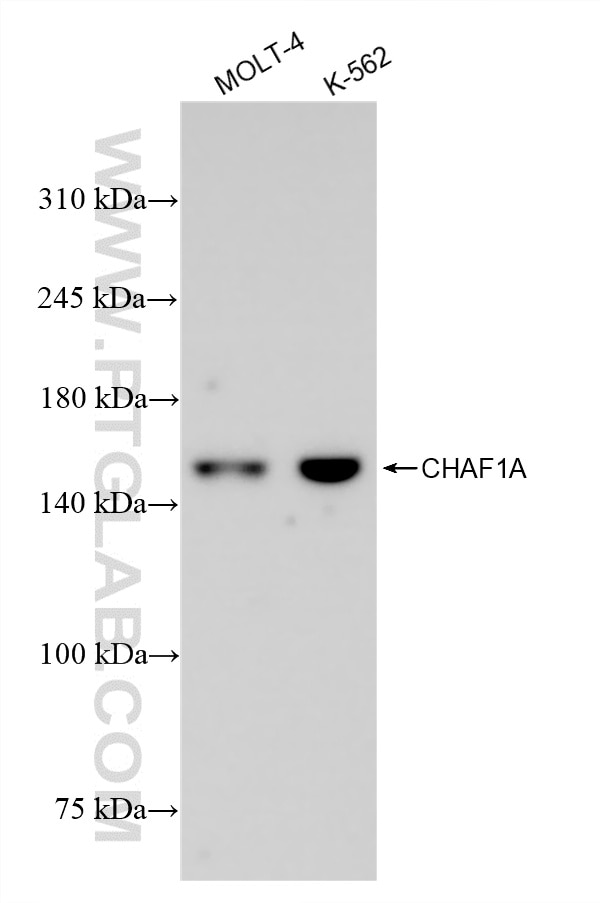 WB analysis using 88451-1-RR (same clone as 88451-1-PBS) Western Blot (WB) analysis of various lysates using CHAF1A Recombinant monoclonal antibody (88451-1-RR)