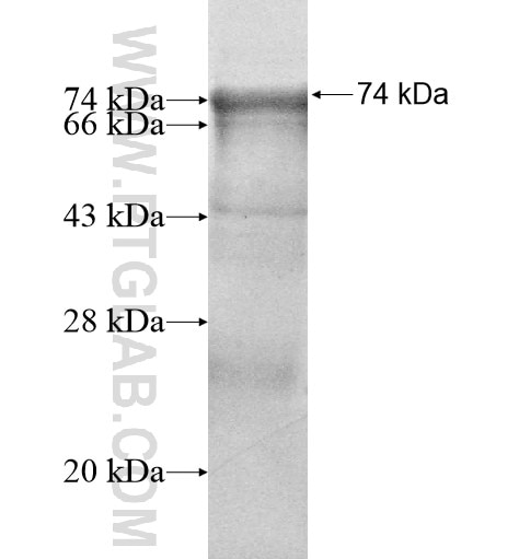 CHAF1A fusion protein Ag10536 SDS-PAGE