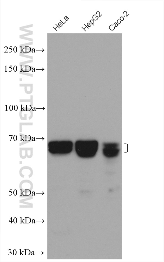 WB analysis using 27633-1-AP