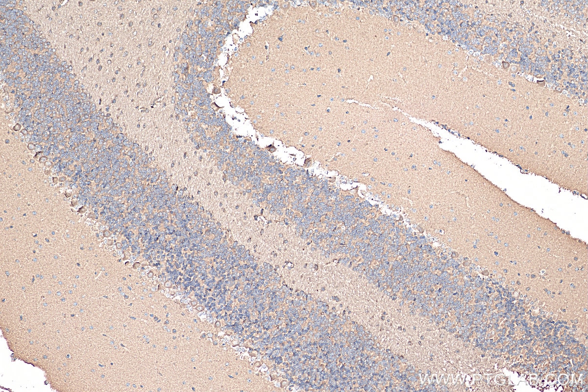 IHC staining of mouse cerebellum using 20747-1-AP