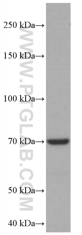 WB analysis of PC-12 using 66816-1-Ig