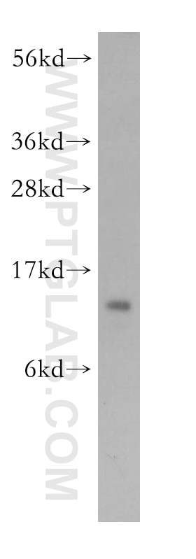 Western Blot (WB) analysis of A431 cells using CHCHD1 Polyclonal antibody (11728-1-AP)