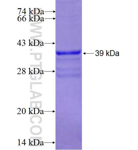 CHCHD1 fusion protein Ag2325 SDS-PAGE